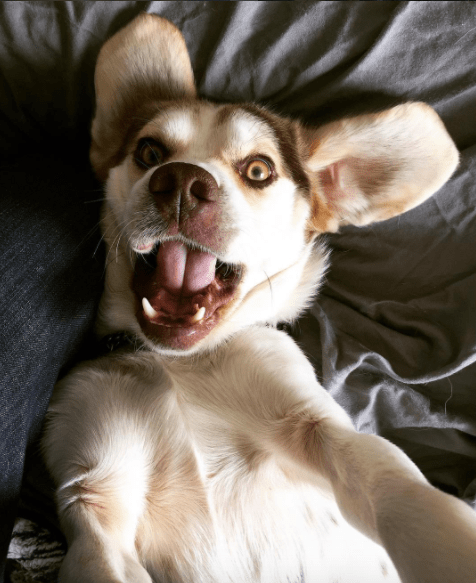 dog-blue-red-camping-3