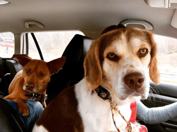 dog-blue-red-camping-5