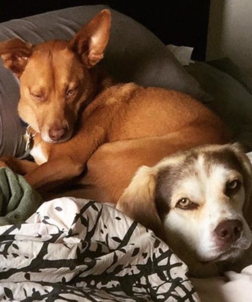 dog-blue-red-camping-2