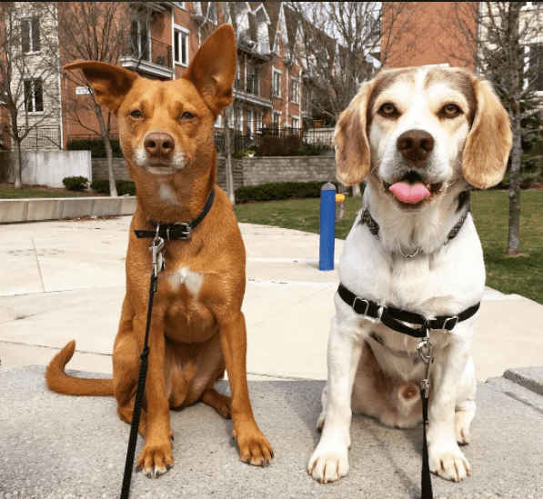 dog-blue-red-camping-4