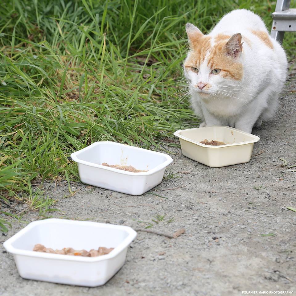 refuge-angers-brule-3