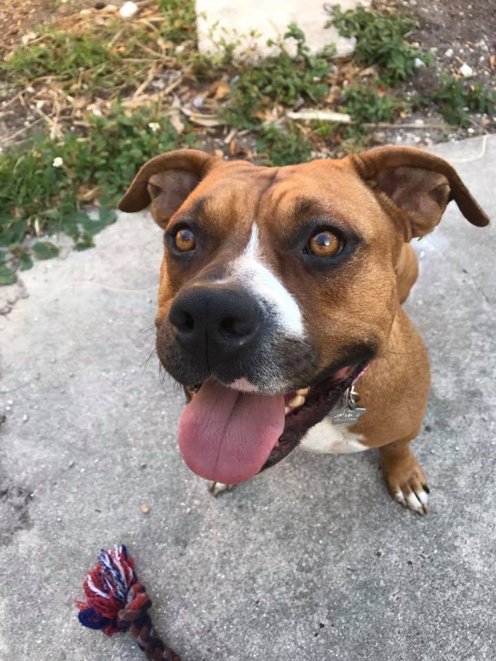 dog-abi-puppies-miami-1