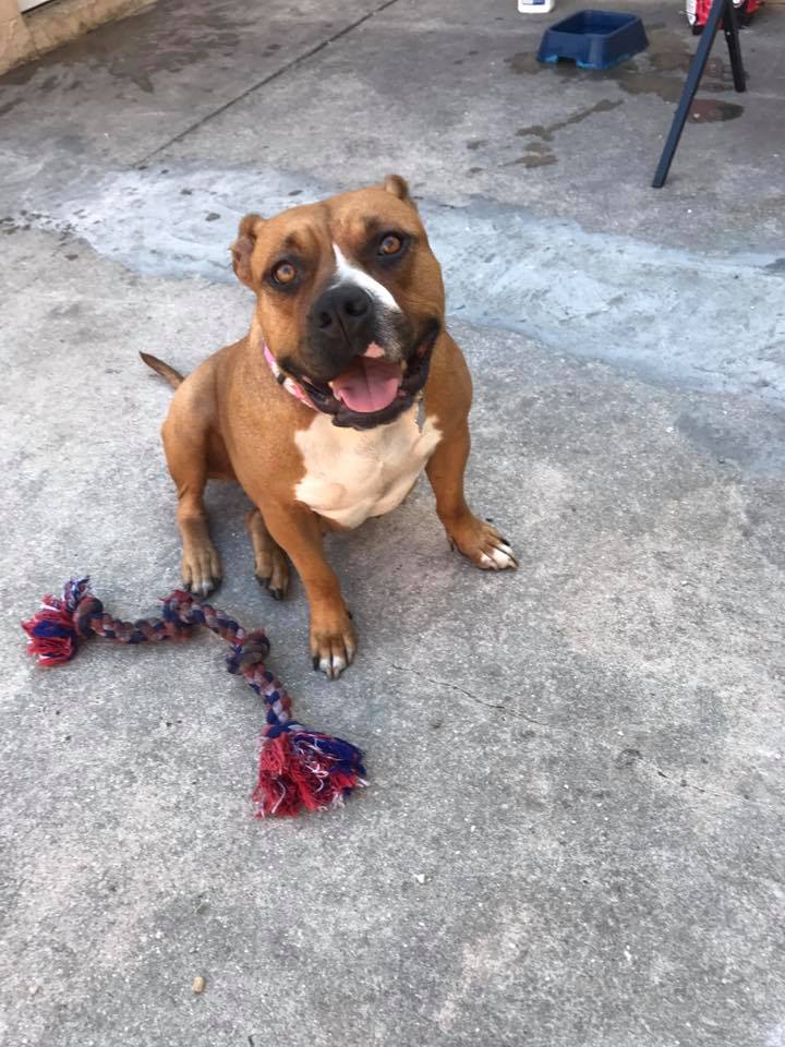 dog-abi-puppies-miami-5