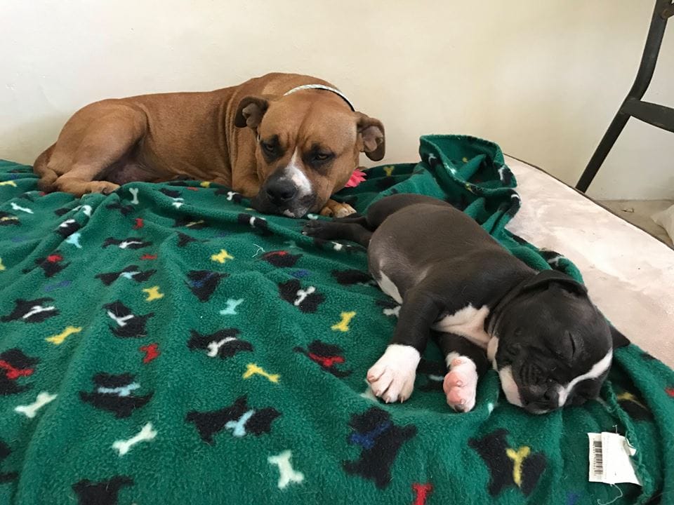 dog-abi-puppies-miami-6