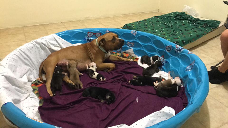 dog-abi-puppies-miami-3