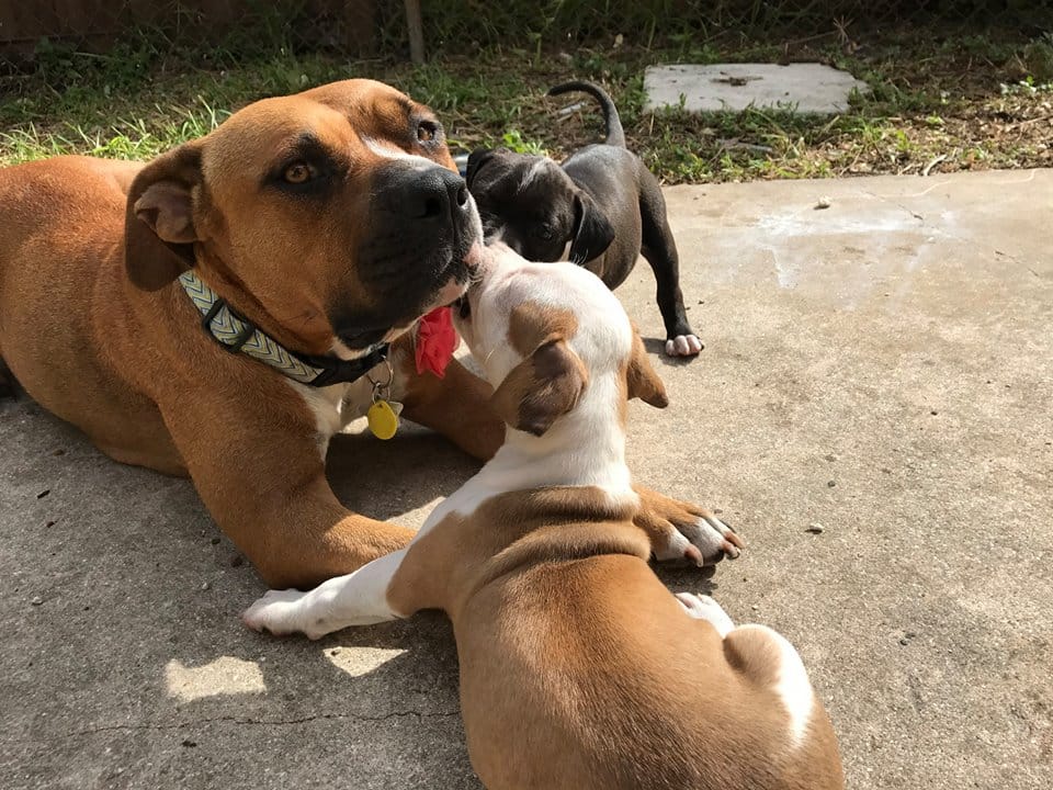 dog-abi-puppies-miami-4