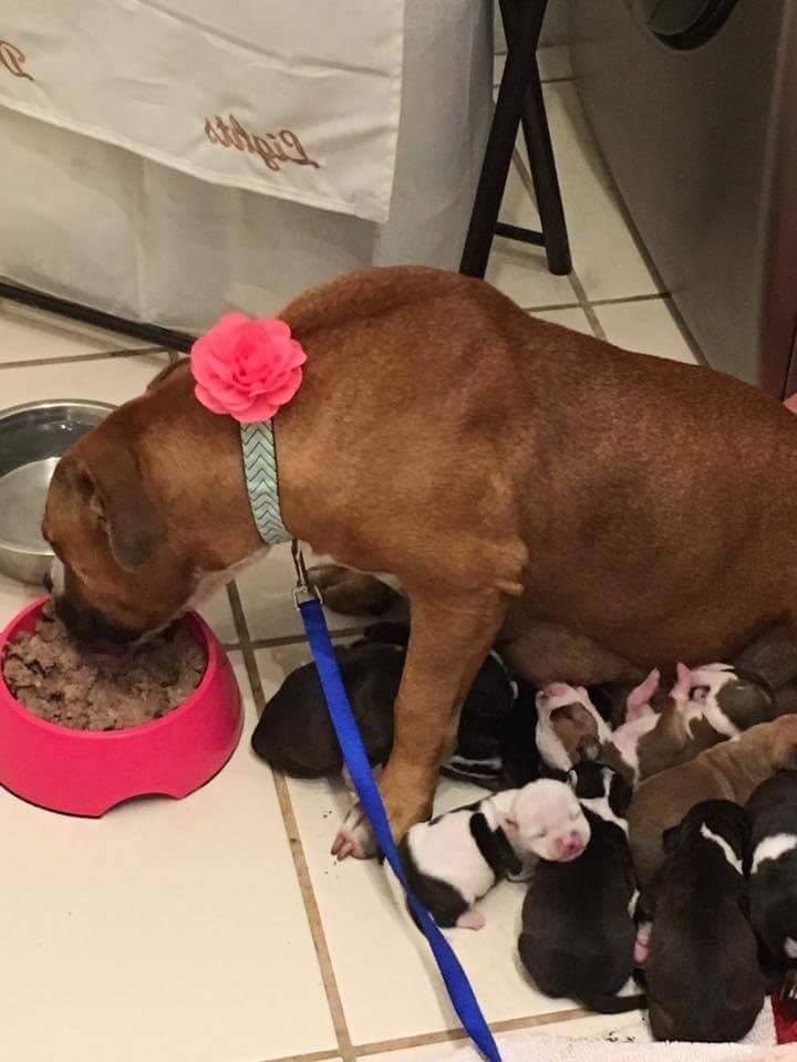 dog-abi-puppies-miami-2