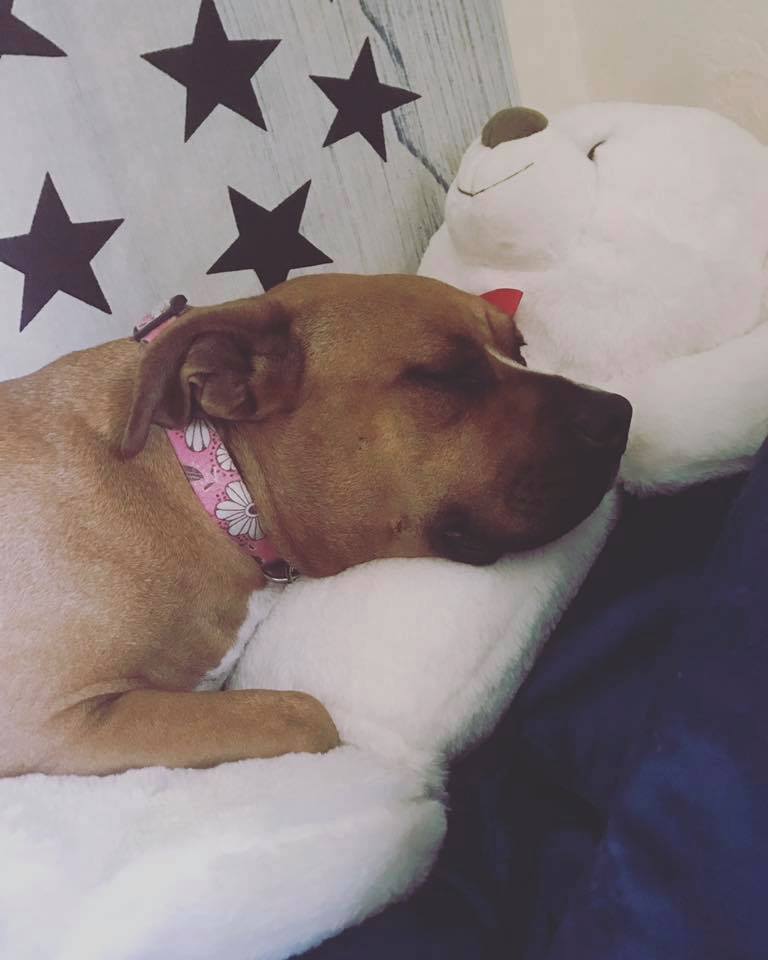 dog-abi-puppies-miami-7