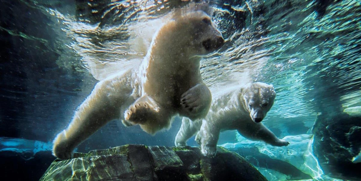 szenja death-seaworld-4