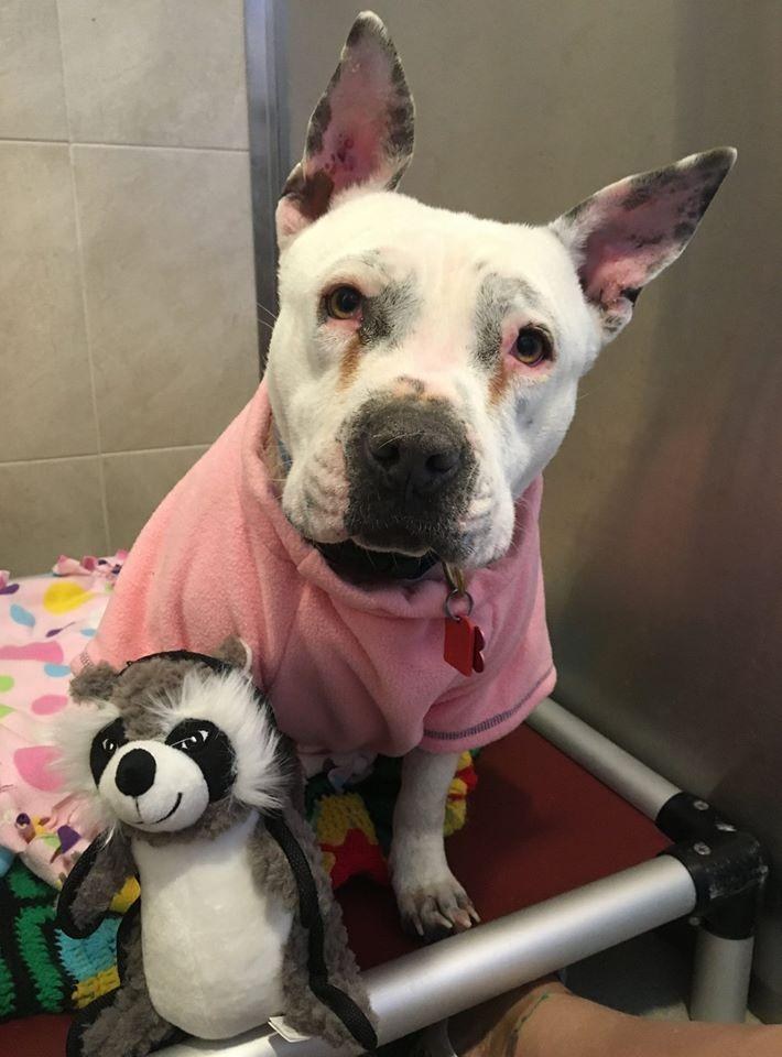 violent-chienne-enchainee-sauvetage-5