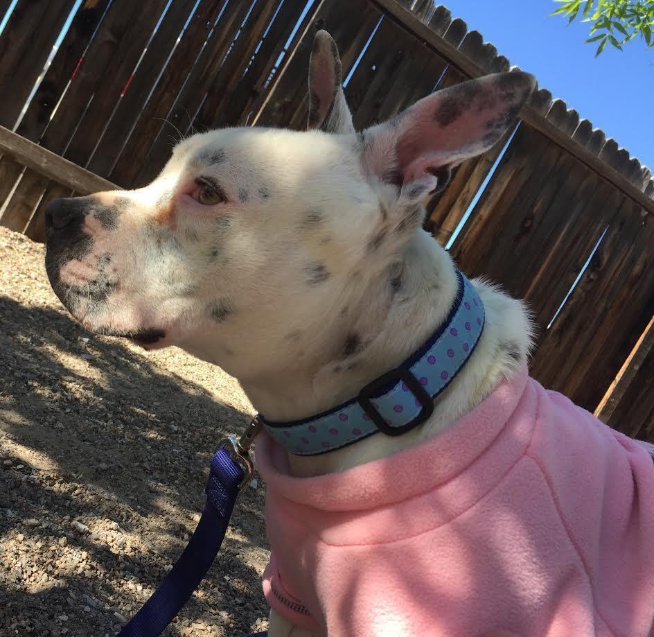 violent-chienne-enchainee-sauvetage-6