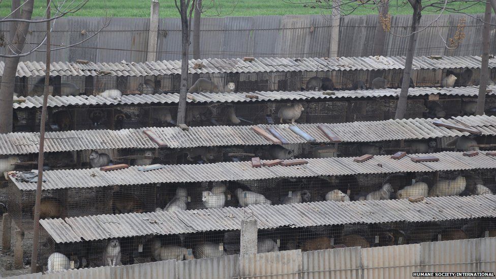 cat-fur-in-fake-fur-4