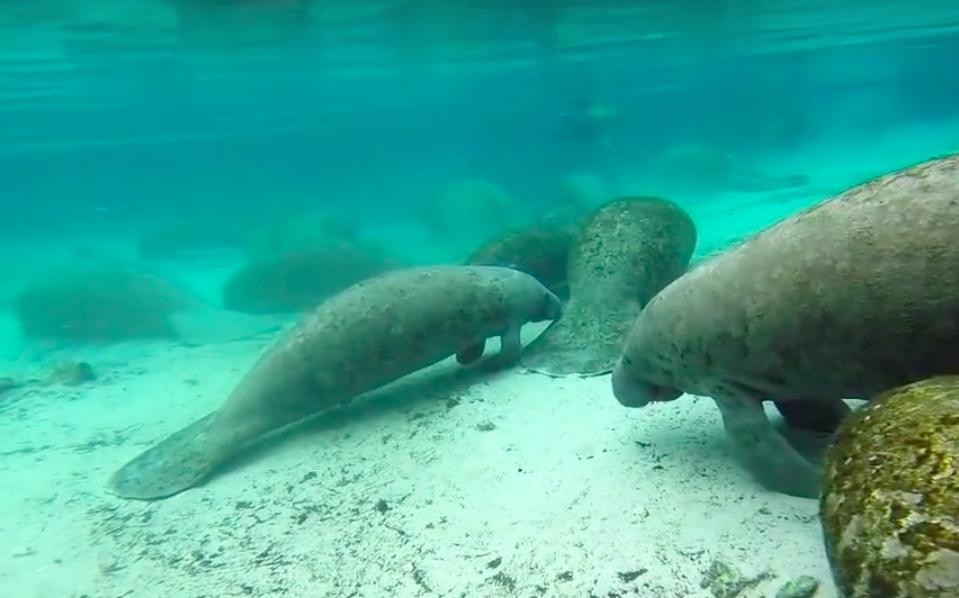 lamantin-heurte-bateau-blessure-1