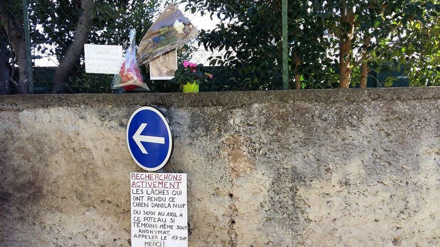 nimes-chien-pendu-poteau-condamantion-29