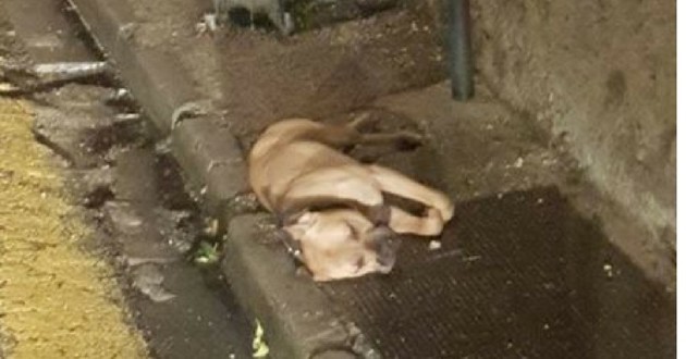 nimes-chien-pendu-poteau-condamantion-19