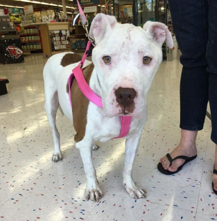 spirit-golden-heart-4