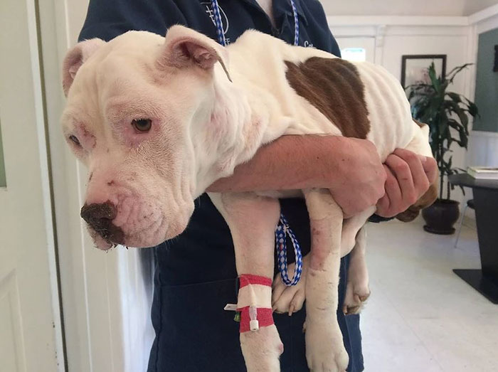 spirit-golden-heart-3