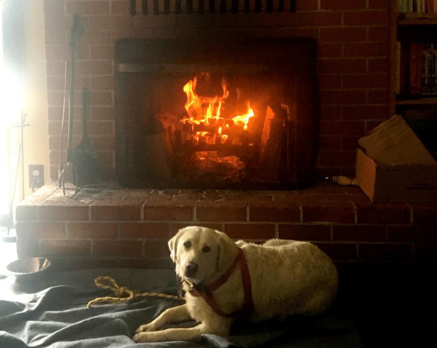 dog-yoda-boat-rescue-3