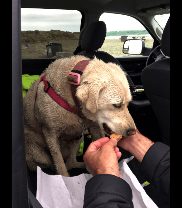 dog-yoda-boat-rescue-2