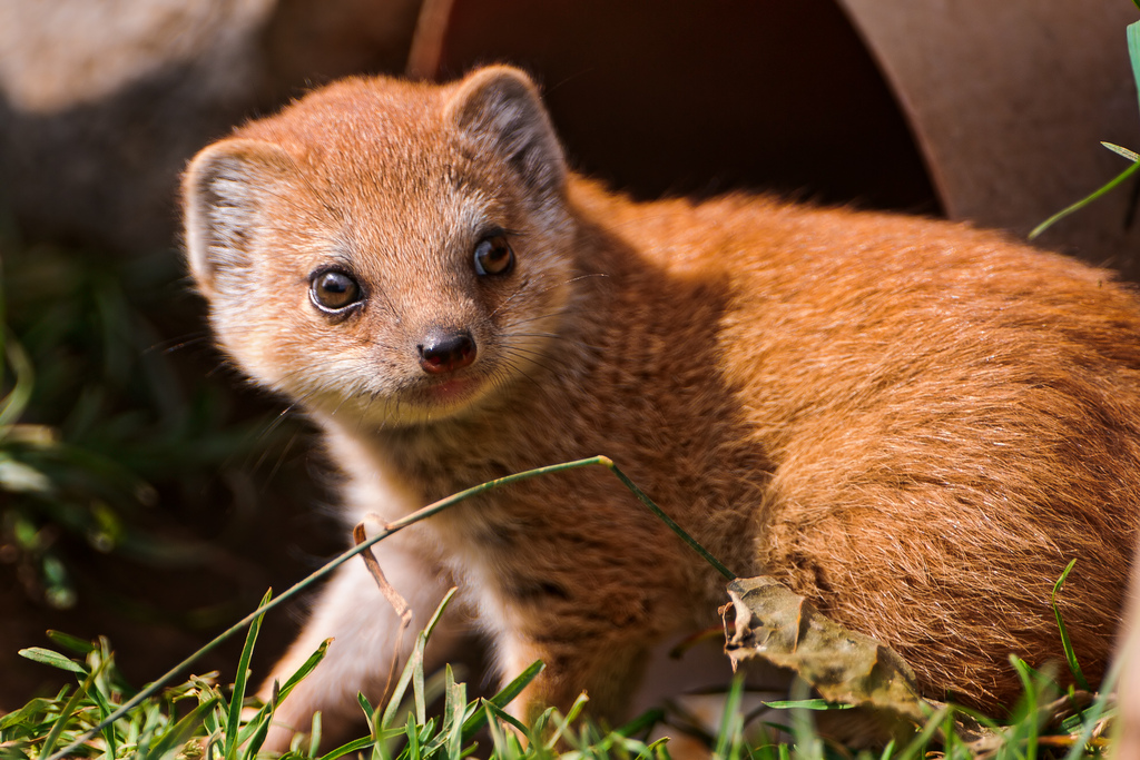 pinceaux-mangouste-3