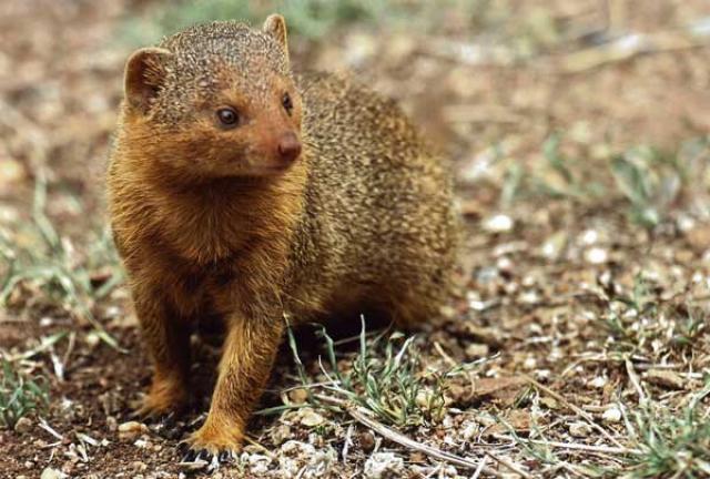 pinceaux-mangouste-2