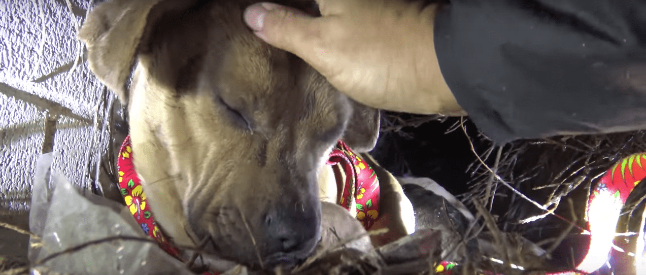 puppies-storm-california-3