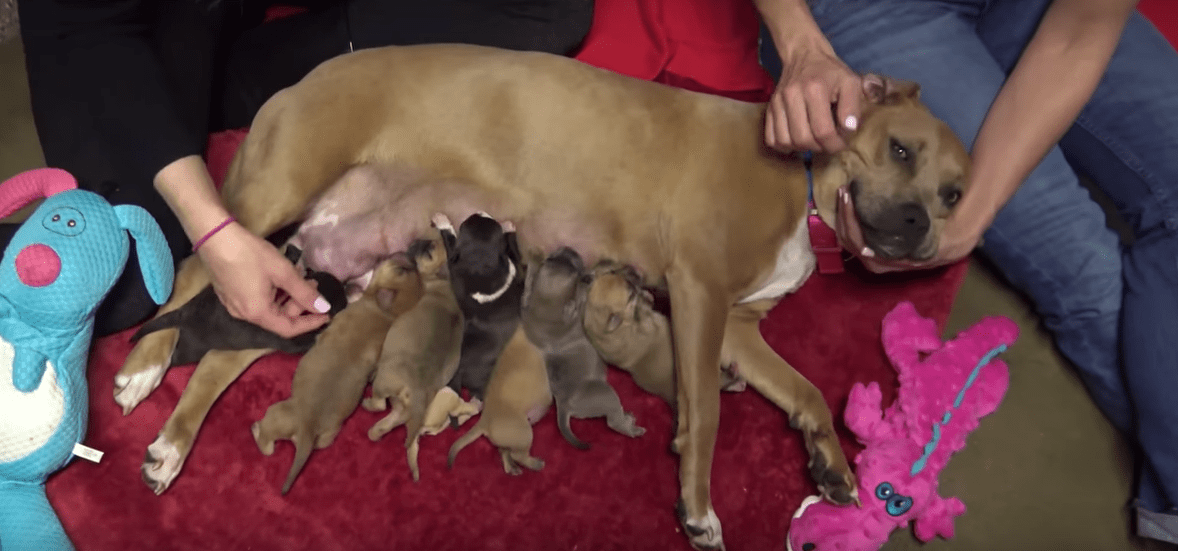 puppies-storm-california-6