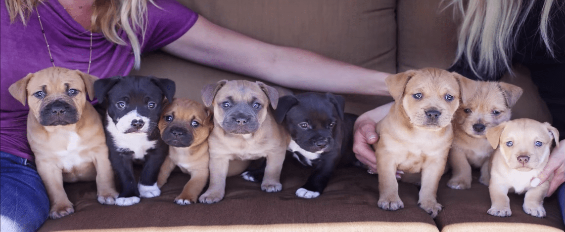 puppies-storm-california-7