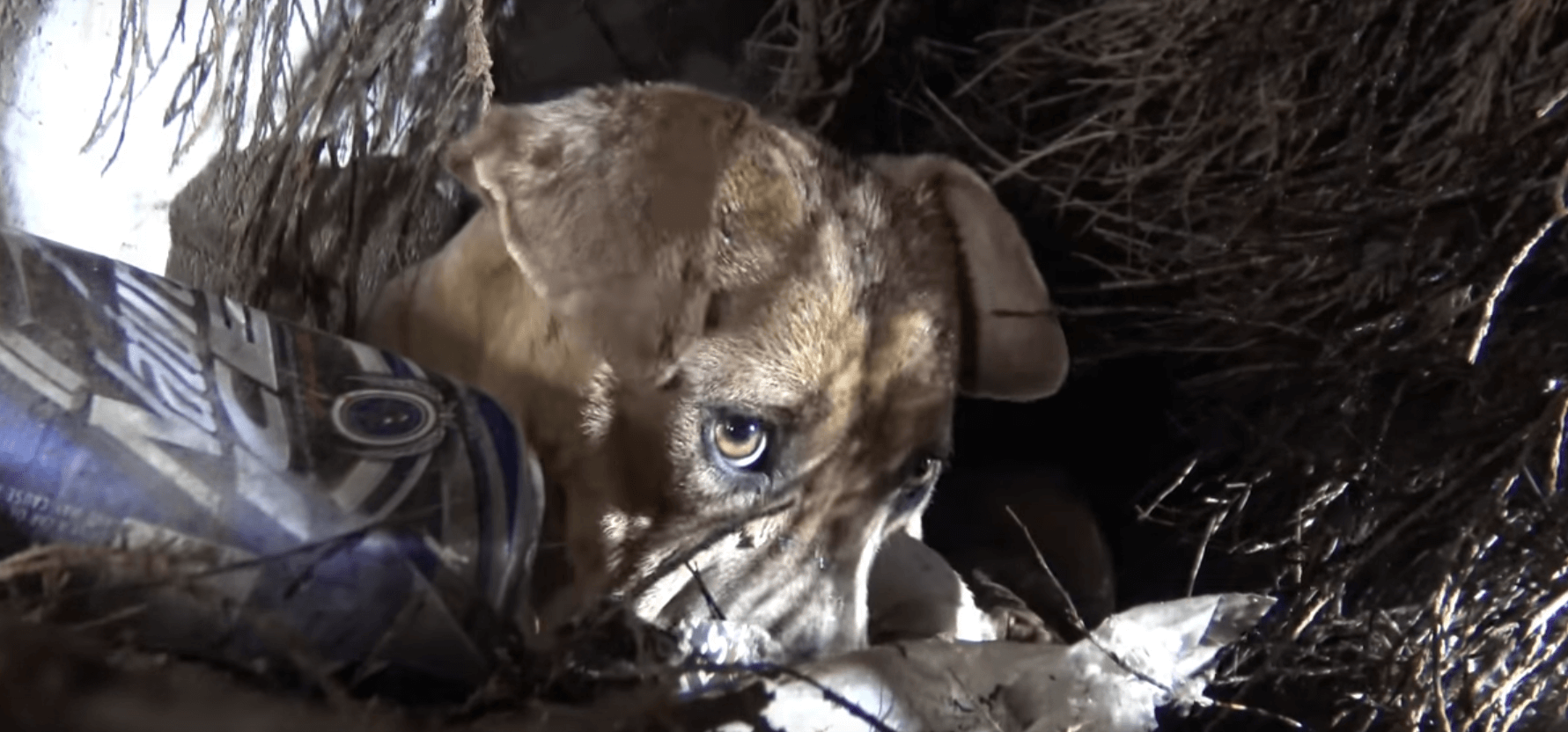 rainbow-rescue-storm-1