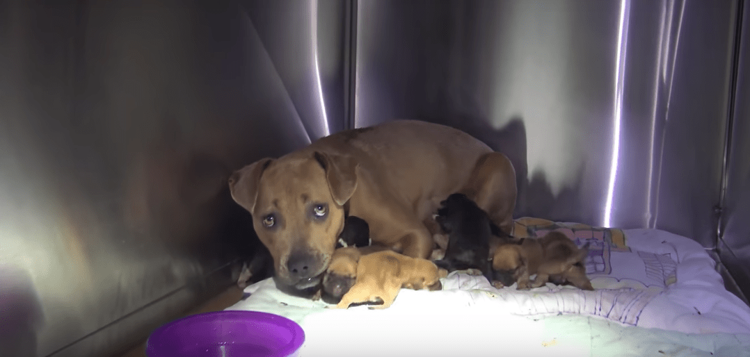 puppies-storm-california-4