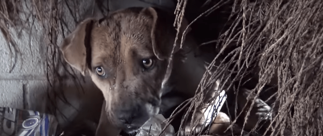 Screen Shot 2017-04-27 at 14.34.44