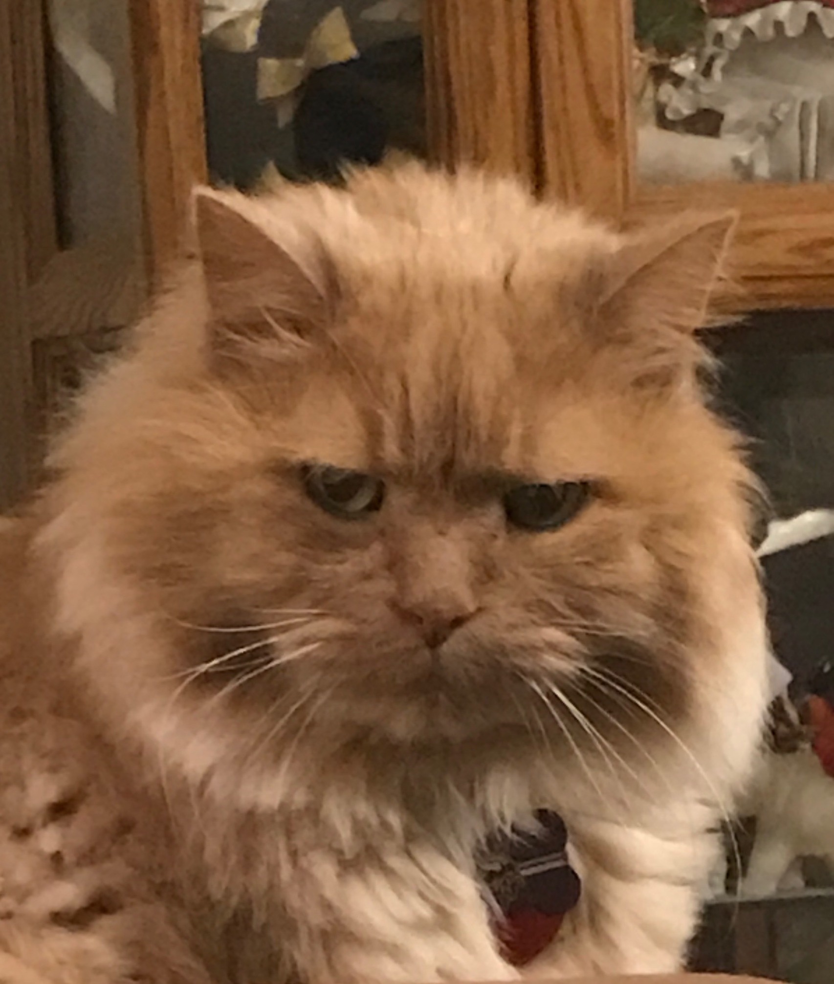 chester-adopted-cat-1