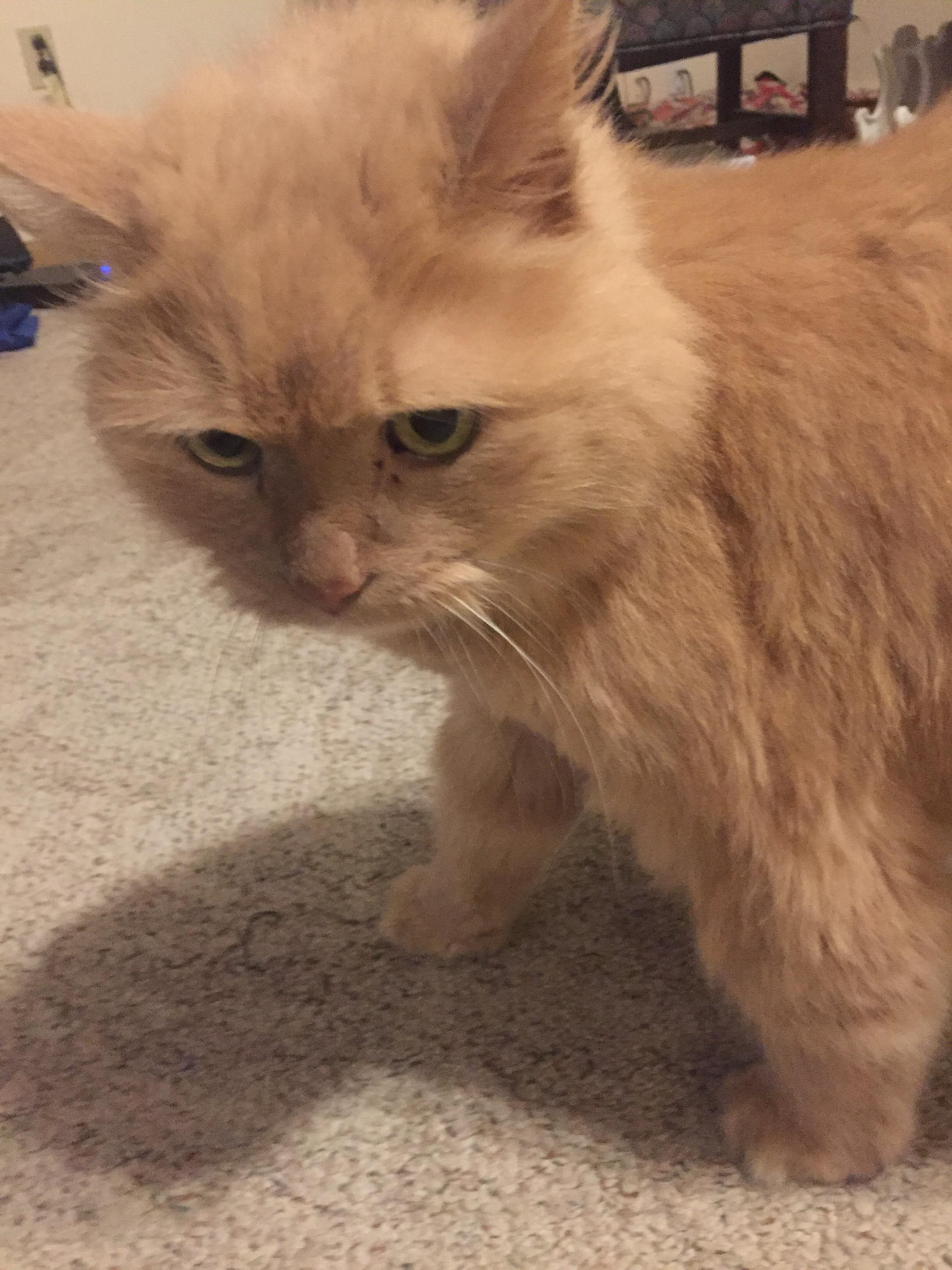 chester-adopted-cat-2