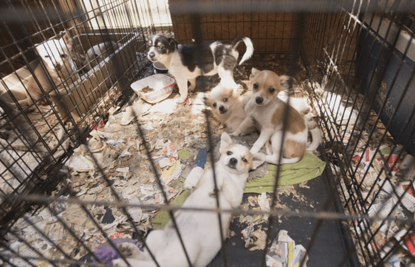 hsus_puppy_mill_rescue_georgia_4