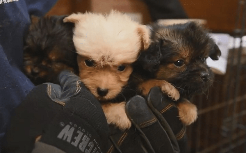 hsus_puppy_mill_rescue_georgia_2