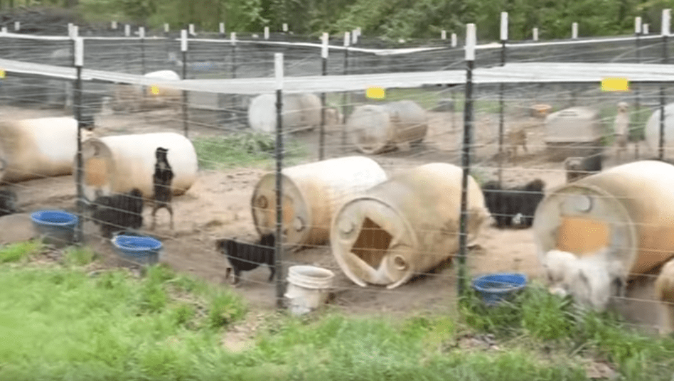 hsus_puppy_mill_rescue_georgia_1