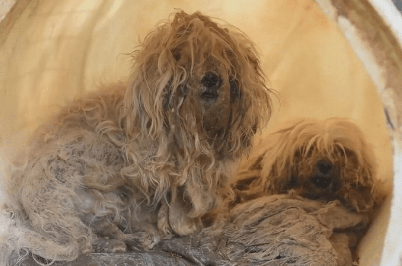 hsus_puppy_mill_rescue_georgia_3