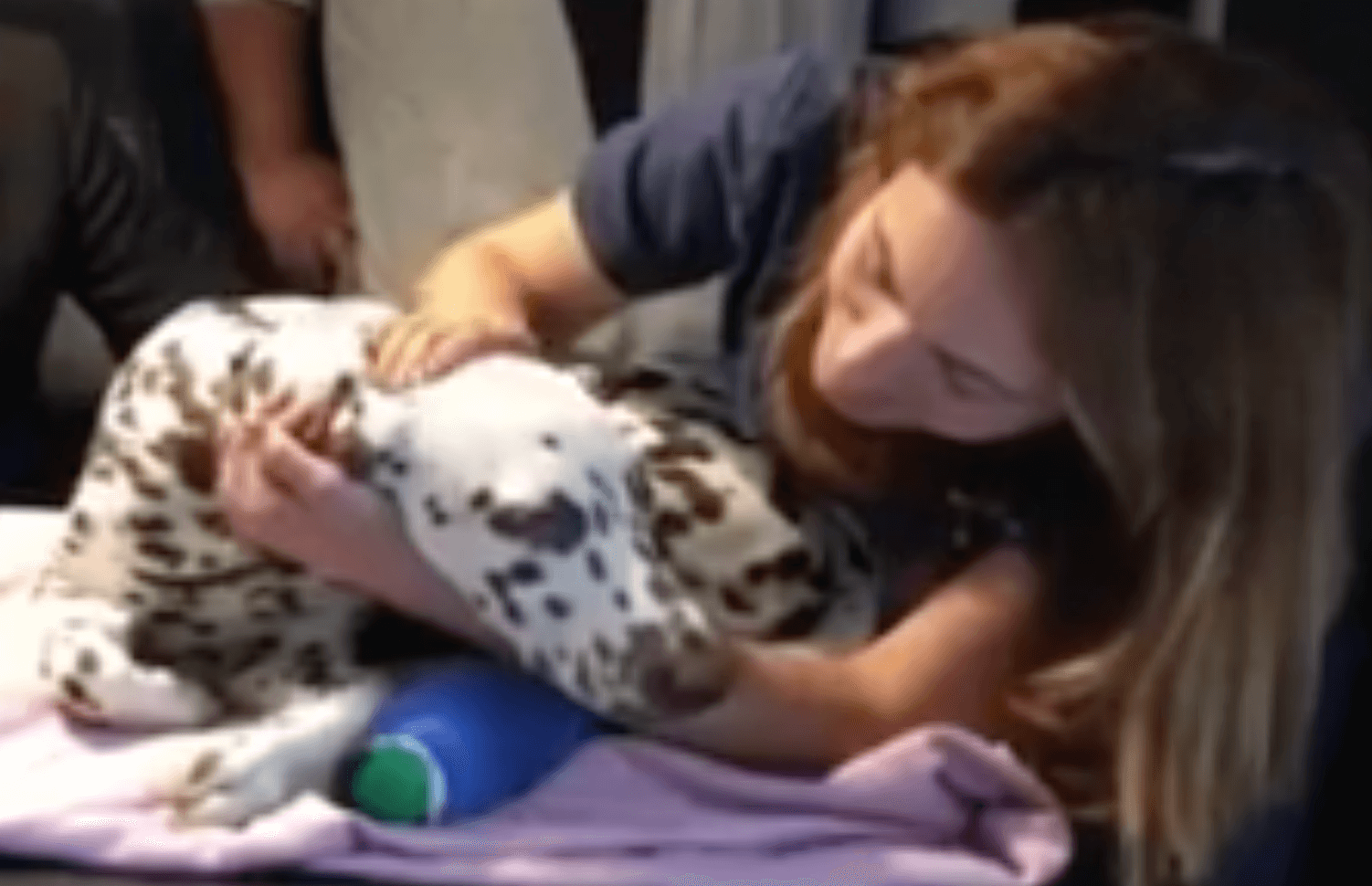 spa-marseille-dalmatien-jete-fenetre-voiture-4