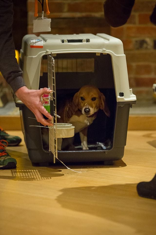 beagle-bea-lab-rescue-4