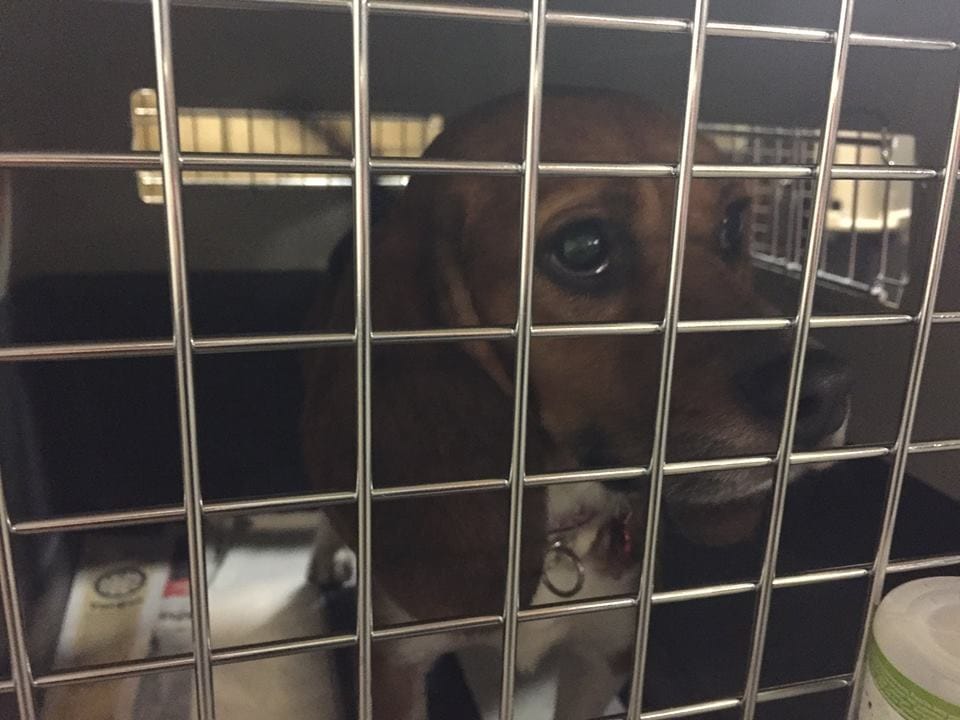 beagle-bea-lab-rescue-3