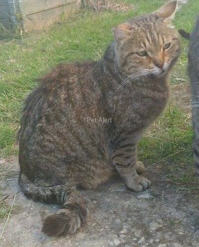 tigron-pet-alert-avril-retrouvailles-1