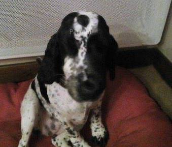 Iona-pet-alert-avril-retrouvailles-1