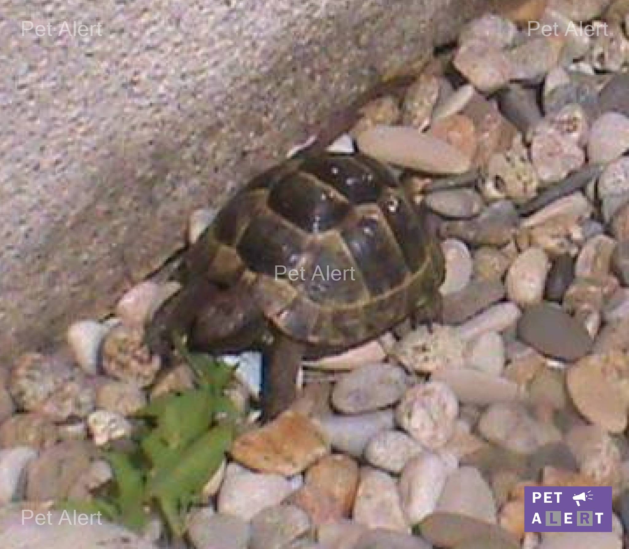 tortue-grecque-pet-alert-avril-retrouvailles-1