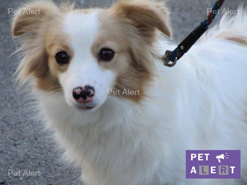 ondine-pet-alert-avril-retrouvailles-1