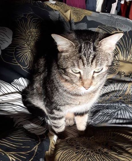 fluffy-pet-alert-avril-retrouvailles-1