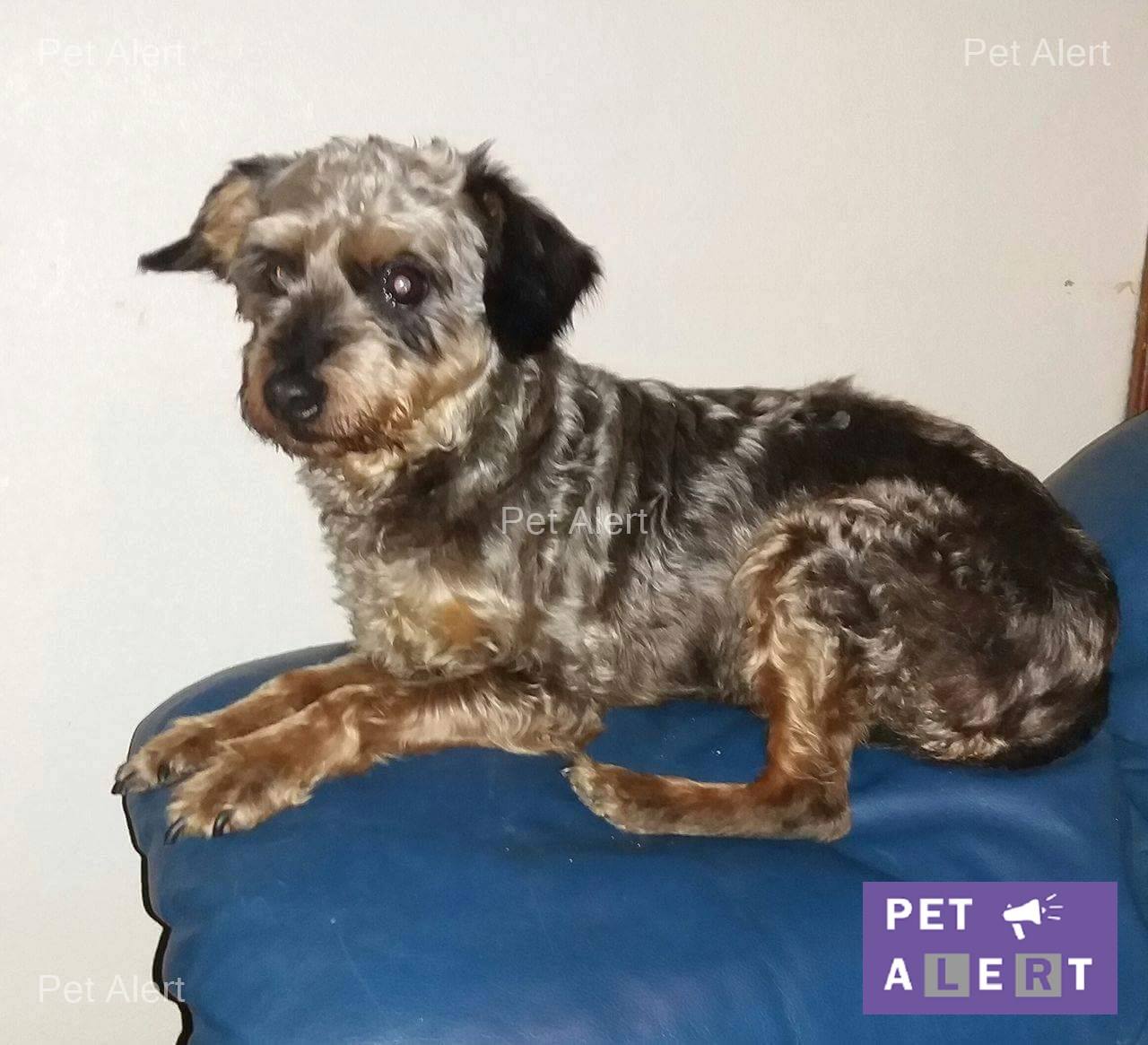 batista-pet-alert-avril-retrouvailles-1