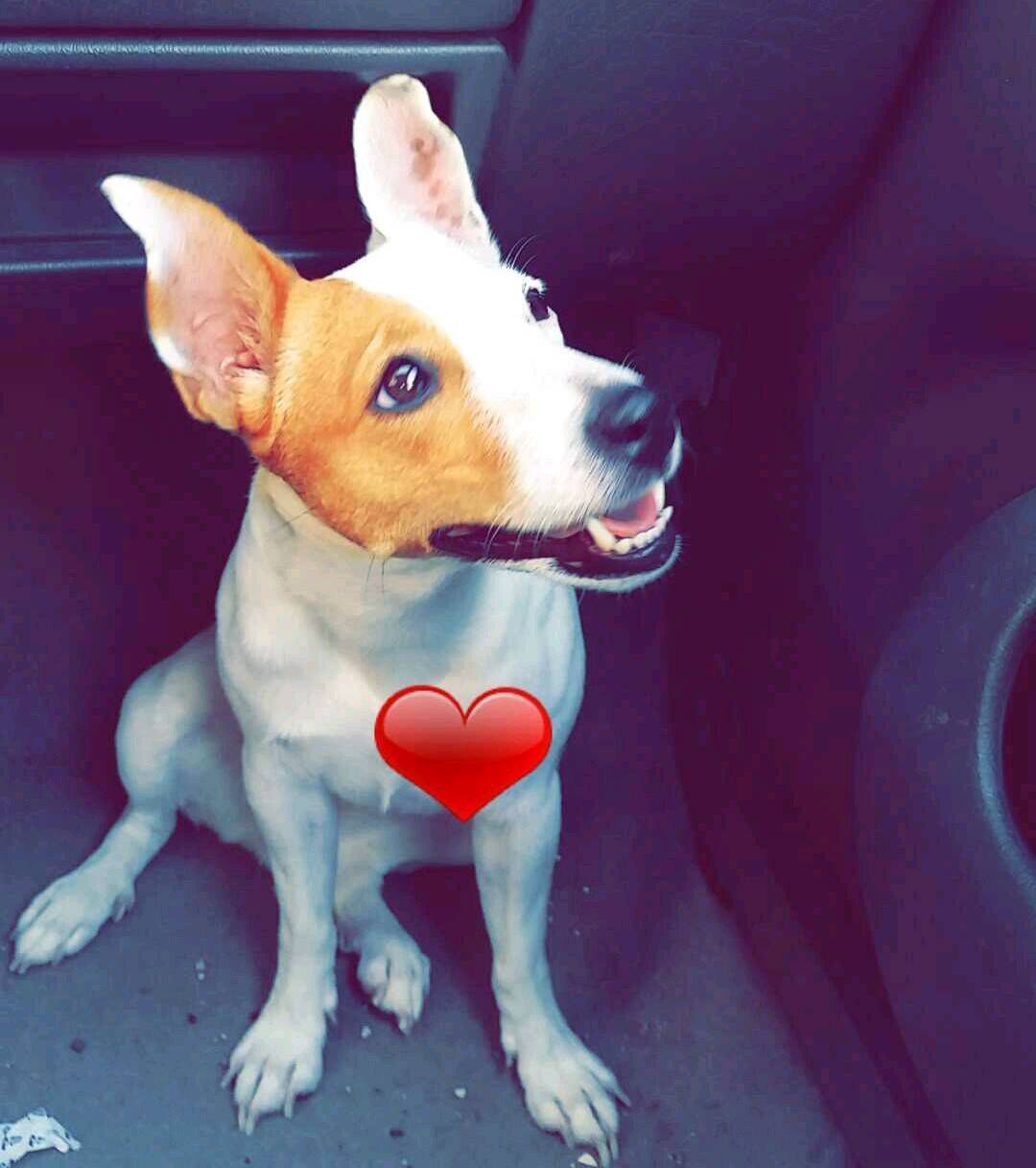 helyana-pet-alert-avril-retrouvailles-1