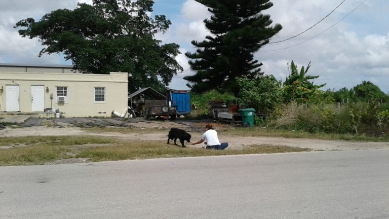 bear_dog_florida_sausages_rescue_3