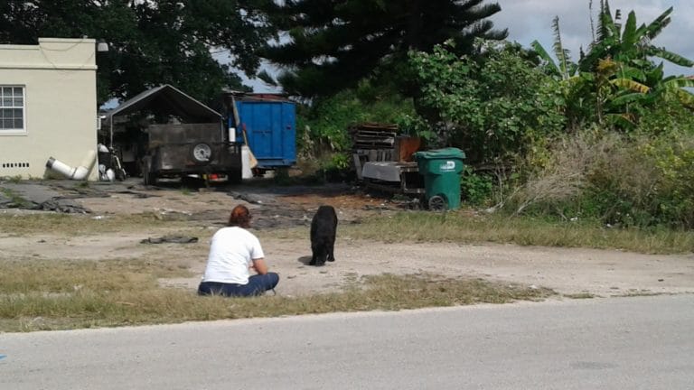 bear_dog_florida_sausages_rescue_2