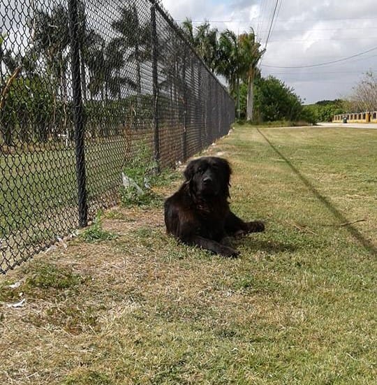 bear_dog_florida_sausages_rescue_1